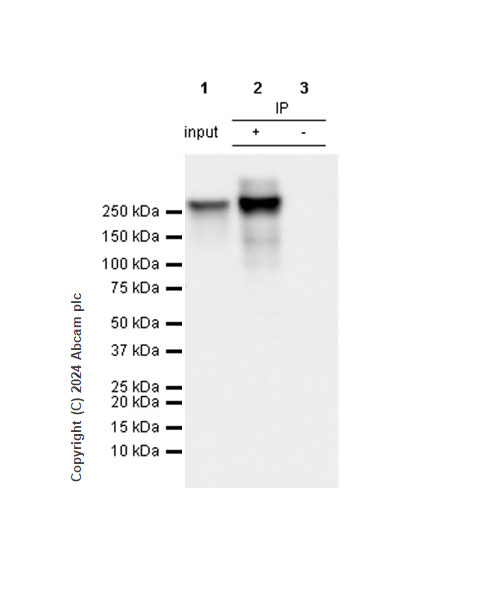 Immunoprecipitation - Anti-RNA polymerase II CTD repeat YSPTSPS (phospho S5) antibody [RM1152] (ab317456), expandable thumbnail