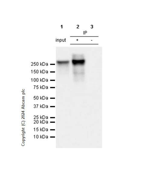 Immunoprecipitation - Anti-RNA polymerase II CTD repeat YSPTSPS (phospho S5) antibody [RM1152] (AB317456)