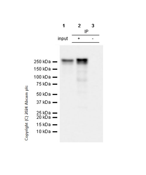Immunoprecipitation - Anti-RNA polymerase II CTD repeat YSPTSPS (phospho S5) antibody [RM1152] (AB317456), expandable thumbnail