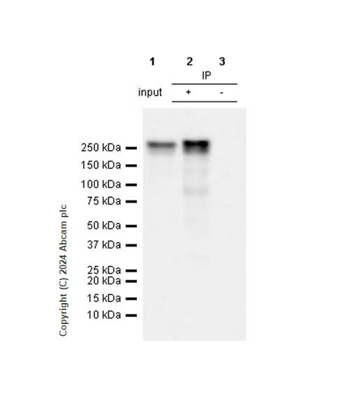 Immunoprecipitation - Anti-RNA polymerase II CTD repeat YSPTSPS (phospho S5) antibody [RM1152] (AB317456)