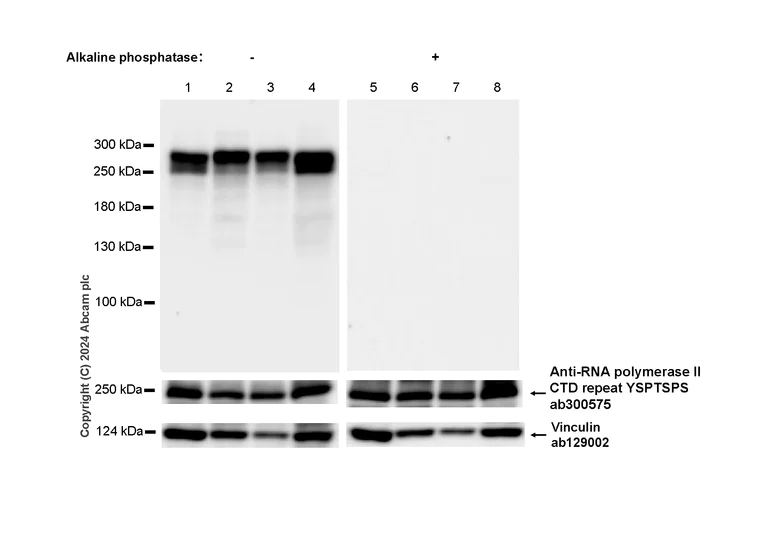 Western blot - Anti-RNA polymerase II CTD repeat YSPTSPS (phospho S5) antibody [RM1152] (AB317456)