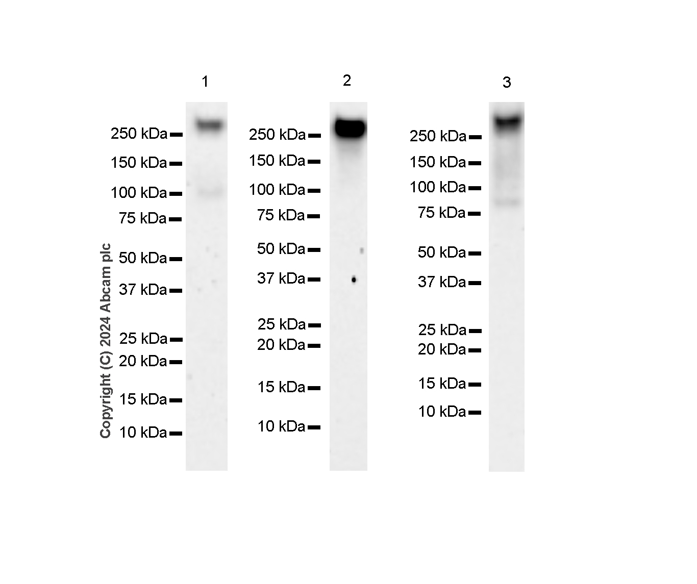 Western blot - Anti-RNA polymerase II CTD repeat YSPTSPS (phospho S5) antibody [RM1152] (AB317456), expandable thumbnail