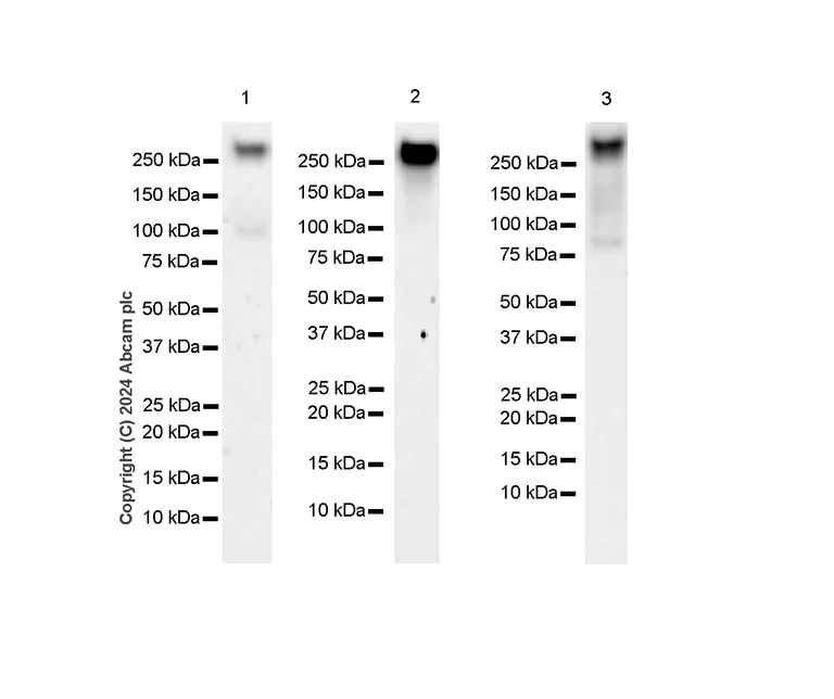 Western blot - Anti-RNA polymerase II CTD repeat YSPTSPS (phospho S5) antibody [RM1152] (AB317456)