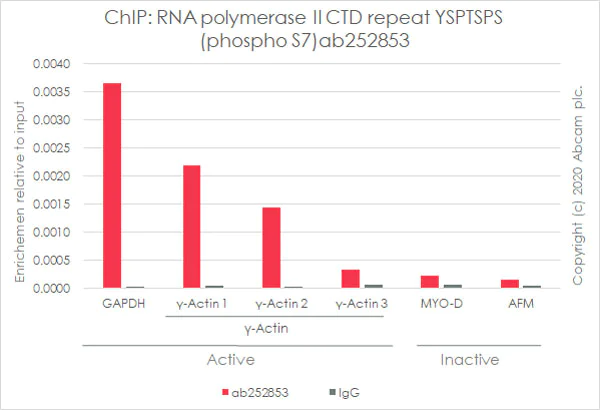 ChIP - Anti-RNA polymerase II CTD repeat YSPTSPS (phospho S7) antibody [4E12] (AB252853)