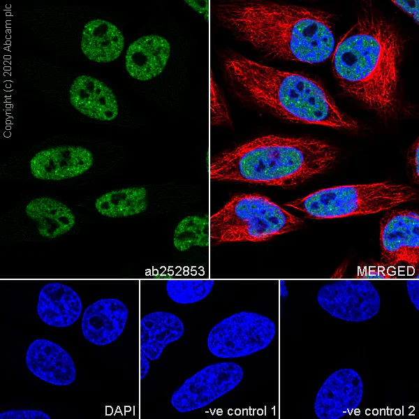 Immunocytochemistry/ Immunofluorescence - Anti-RNA polymerase II CTD repeat YSPTSPS (phospho S7) antibody [4E12] - BSA and Azide free (AB255847)