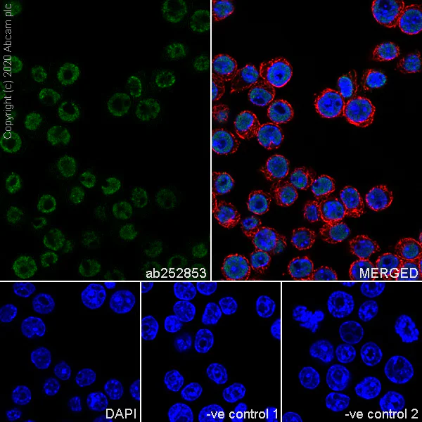 Immunocytochemistry/ Immunofluorescence - Anti-RNA polymerase II CTD repeat YSPTSPS (phospho S7) antibody [4E12] - BSA and Azide free (AB255847)