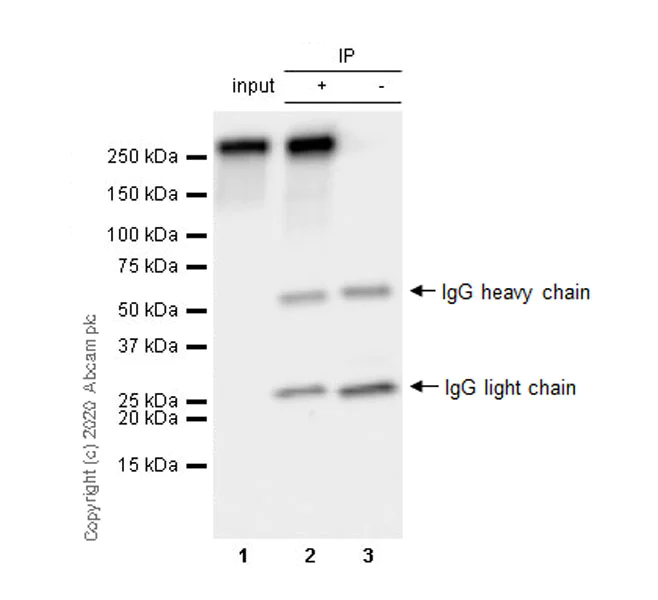 Immunoprecipitation - Anti-RNA polymerase II CTD repeat YSPTSPS (phospho S7) antibody [4E12] - BSA and Azide free (AB255847)
