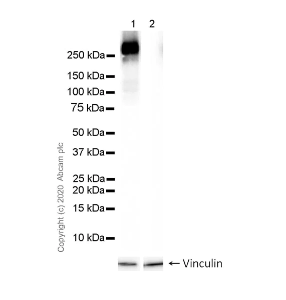 Western blot - Anti-RNA polymerase II CTD repeat YSPTSPS (phospho S7) antibody [4E12] - BSA and Azide free (AB255847)