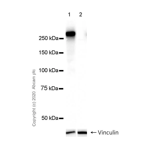 Western blot - Anti-RNA polymerase II CTD repeat YSPTSPS (phospho S7) antibody [4E12] - BSA and Azide free (AB255847)