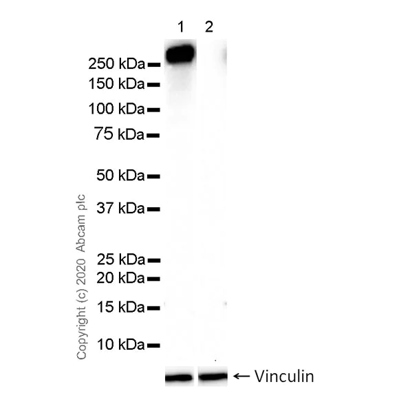 Western blot - Anti-RNA polymerase II CTD repeat YSPTSPS (phospho S7) antibody [4E12] - BSA and Azide free (AB255847)