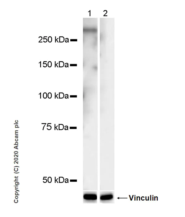 Western blot - Anti-RNA polymerase II CTD repeat YSPTSPS (phospho T4) antibody [6D7] - BSA and Azide free (AB255845)