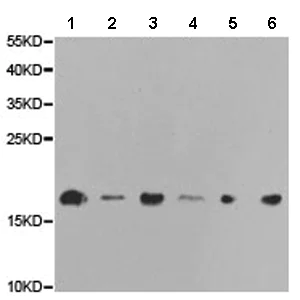 Western blot - Anti-RNA polymerase II RPB4 antibody (AB186868)