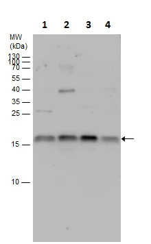 Western blot - Anti-RNA polymerase II RPB4 antibody (AB229488)