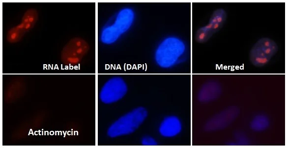 Functional Studies - RNA Synthesis Assay Kit (AB228561)