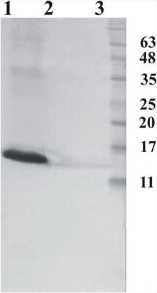 Western blot - Anti-RNase 7 antibody [4C4] (AB205565)