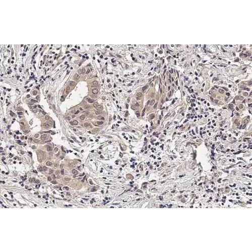 Immunohistochemistry (Formalin/PFA-fixed paraffin-embedded sections) - Anti-RNase H1 antibody [HL2343] (AB317203)