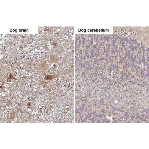 Immunohistochemistry (Formalin/PFA-fixed paraffin-embedded sections) - Anti-RNase H1 antibody [HL2343] (AB317203)