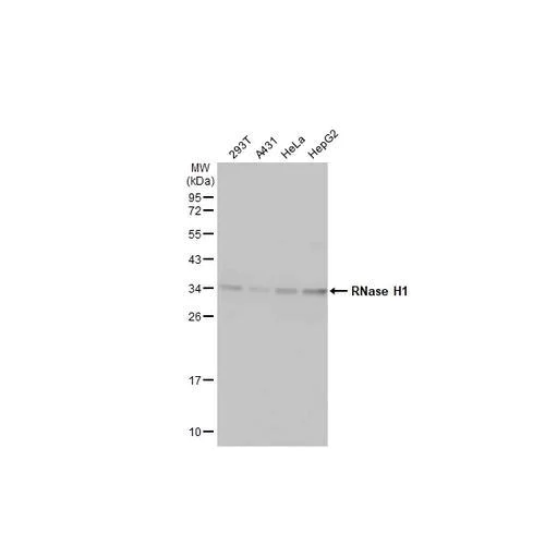 Western blot - Anti-RNase H1 antibody [HL2343] (AB317203)