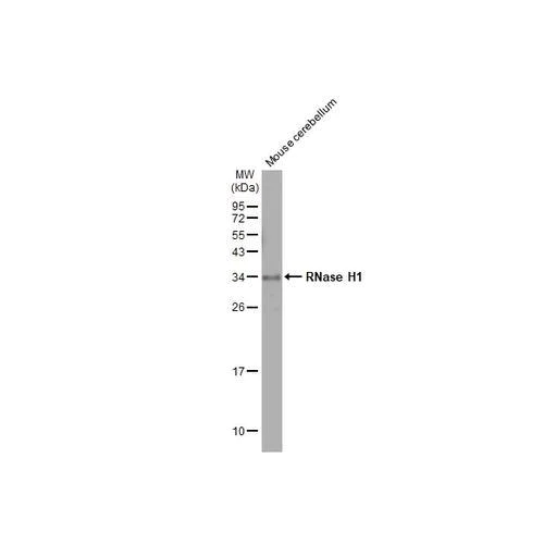 Western blot - Anti-RNase H1 antibody [HL2343] (AB317203)