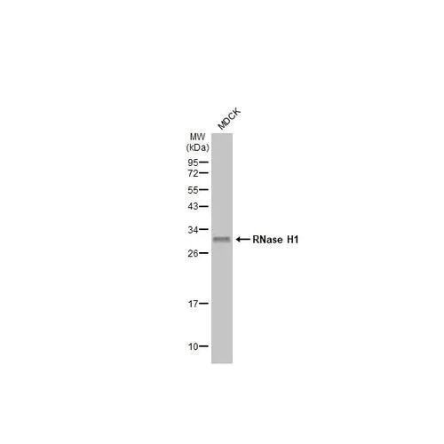 Western blot - Anti-RNase H1 antibody [HL2343] (AB317203)