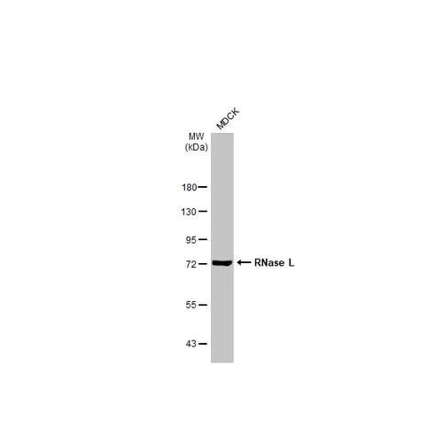 Western blot - Anti-RNase L antibody [HL2341] (AB317202)