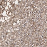 Immunohistochemistry (Formalin/PFA-fixed paraffin-embedded sections) - Anti-RNASE6 antibody (AB121111)