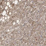 Immunohistochemistry (Formalin/PFA-fixed paraffin-embedded sections) - Anti-RNASE6 antibody (AB121111)