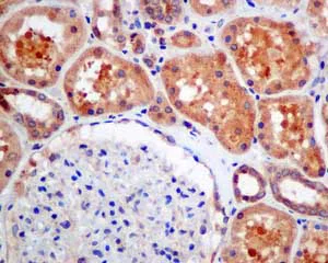 Immunohistochemistry (Formalin/PFA-fixed paraffin-embedded sections) - Anti-RNF11 antibody [EPR6820] (AB154831)
