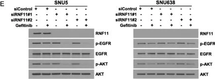 Western blot - Anti-RNF11 antibody [EPR6820] (AB154831)