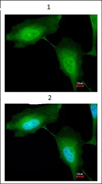 Immunocytochemistry/ Immunofluorescence - Anti-RNF114 antibody (AB97303)