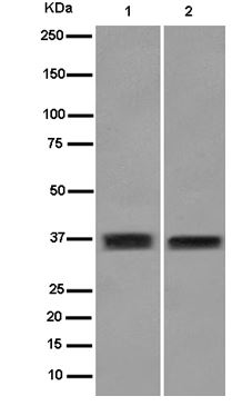 Western blot - Anti-RNF115 antibody [EPR14539] (AB187642)