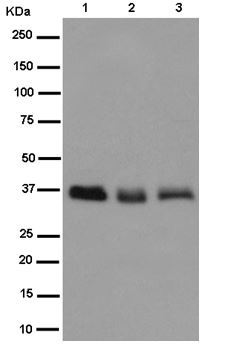 Western blot - Anti-RNF115 antibody [EPR14539] - BSA and Azide free (AB250926), expandable thumbnail