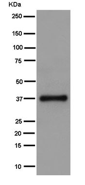 Western blot - Anti-RNF115 antibody [EPR14539] - BSA and Azide free (AB250926), expandable thumbnail