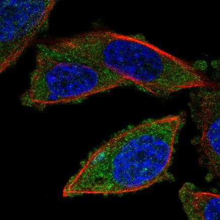 Immunocytochemistry/ Immunofluorescence - Anti-RNF123 antibody (AB221877)