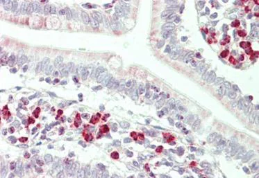 Immunohistochemistry (Formalin/PFA-fixed paraffin-embedded sections) - Anti-RNF125 antibody (AB211450)