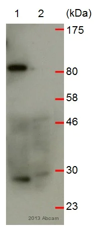 Western blot - Anti-RNF125 antibody (AB74373)