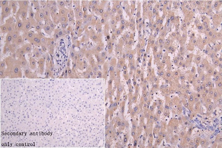 Immunohistochemistry (Formalin/PFA-fixed paraffin-embedded sections) - Anti-RNF126 antibody (AB234812)