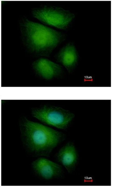 Immunocytochemistry/ Immunofluorescence - Anti-RNF13 antibody - C-terminal (AB151601)