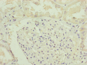 Immunohistochemistry (Formalin/PFA-fixed paraffin-embedded sections) - Anti-RNF135 antibody (AB229959), expandable thumbnail