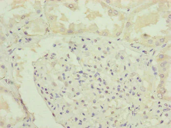 Immunohistochemistry (Formalin/PFA-fixed paraffin-embedded sections) - Anti-RNF135 antibody (AB229959)