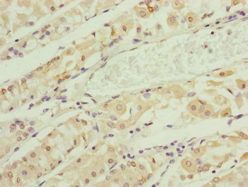 Immunohistochemistry (Formalin/PFA-fixed paraffin-embedded sections) - Anti-RNF135 antibody (AB229959), expandable thumbnail
