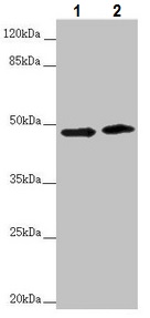Western blot - Anti-RNF135 antibody (AB229959), expandable thumbnail
