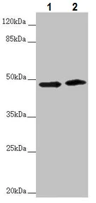 Western blot - Anti-RNF135 antibody (AB229959)