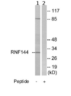 Western blot - Anti-RNF144A antibody (AB75054)