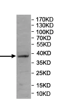 Western blot - Anti-RNF146 antibody (AB201212)