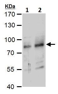 Western blot - Anti-RNF168 antibody (AB229271), expandable thumbnail