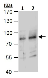 Western blot - Anti-RNF168 antibody (AB229271)