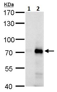 Western blot - Anti-RNF168 antibody (AB229271), expandable thumbnail