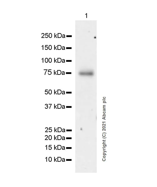 Western blot - Anti-RNF168 antibody [EPR24239-2] - BSA and Azide free (AB283507)