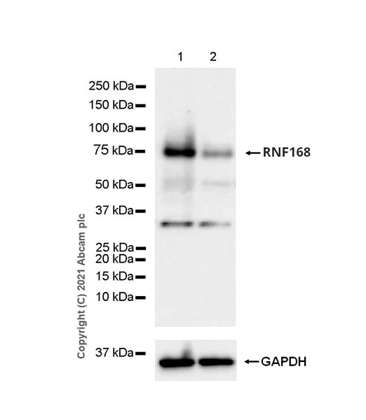 Western blot - Anti-RNF168 antibody [EPR24239-2] - BSA and Azide free (AB283507)